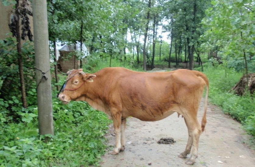 塔城最新求一个套医保卡的黄牛是真的吗方法分析(最方便真实的塔城求一个套医保卡的黄牛是真的吗还是假的方法)